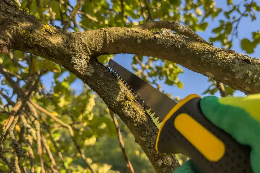 Tree Trimming Services