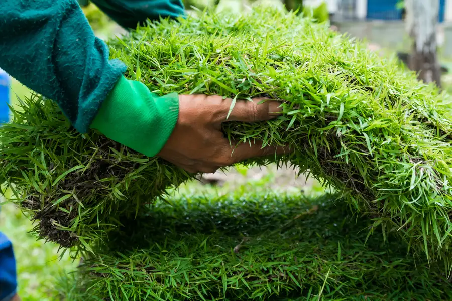 Benefits Of Sod Over Seed For Lawn Establishment Vacaville, CA