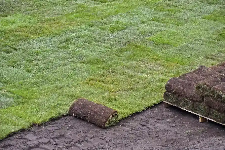 Benefits Of Sod Over Seed For Lawn Establishment in Vacaville, CA