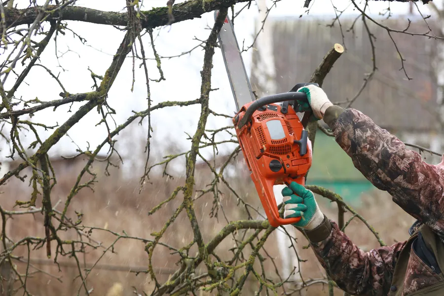 Excellent Tree Trimming Services Vacaville, CA