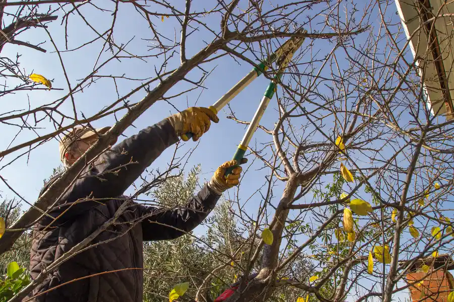 How Landscaping Enhances Curb Appeal With Tree Care Vacaville, CA How Landscaping Enhances Curb Appeal With Tree Care Vacaville, CA