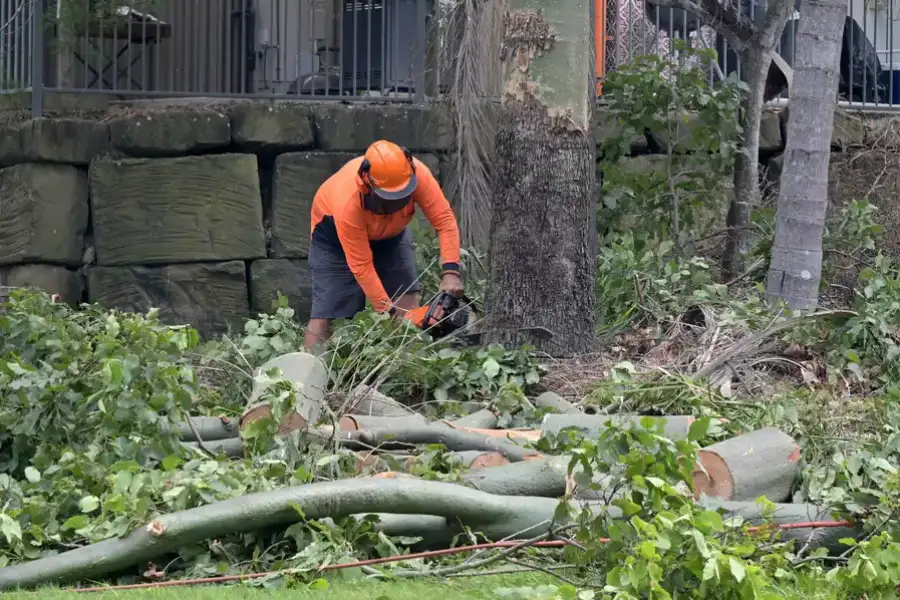 Local Tree Removal Services Vacaville, CA