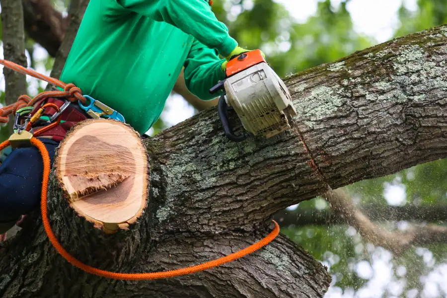 Reliable Tree Trimming Services Vacaville, CA