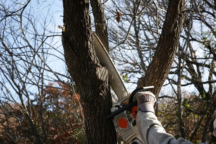 Understanding When Tree Removal Is Necessary For Your Property Vacaville, CA Understanding When Tree Removal Is Necessary For Your Property Vacaville, CA