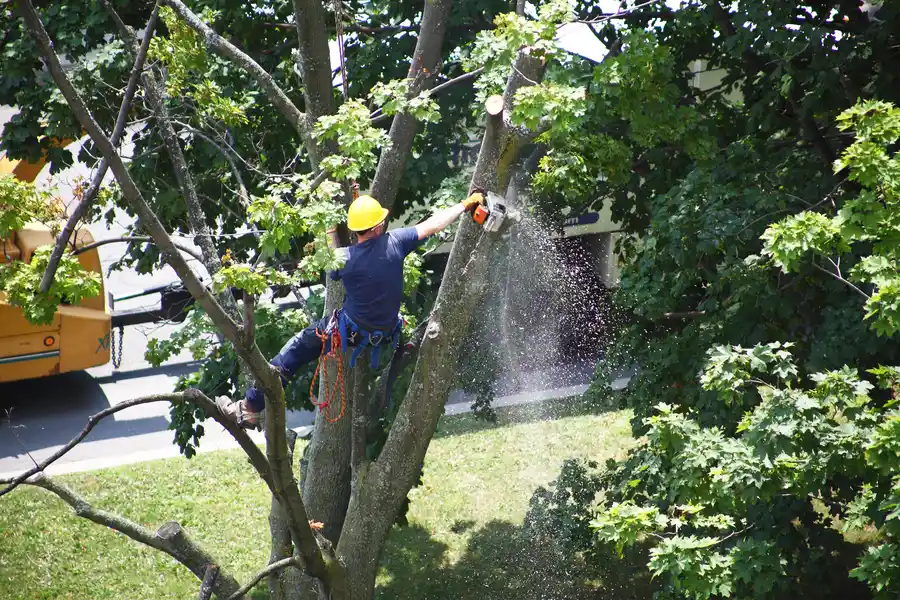 Understanding When Tree Removal Is Necessary For Your Property in Vacaville, CA Understanding When Tree Removal Is Necessary For Your Property in Vacaville, CA